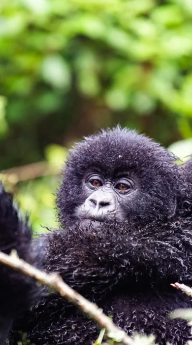 Gorillas, Sabyinyo Silverback Lodge, Rwanda