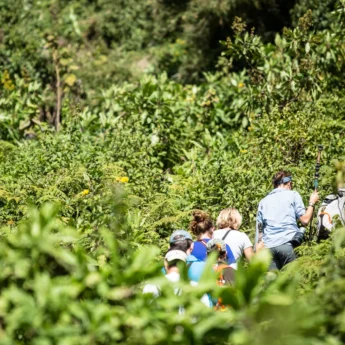 Forest safari for gorilla tracking, Bwindi, Uganda