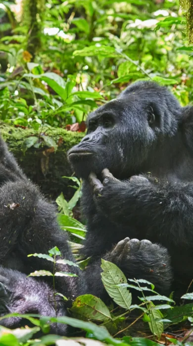 The Nkuringo Gorilla Family, ugandas great apes