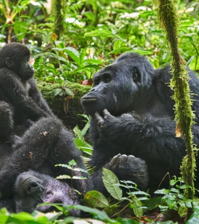 The Nkuringo Gorilla Family, ugandas great apes