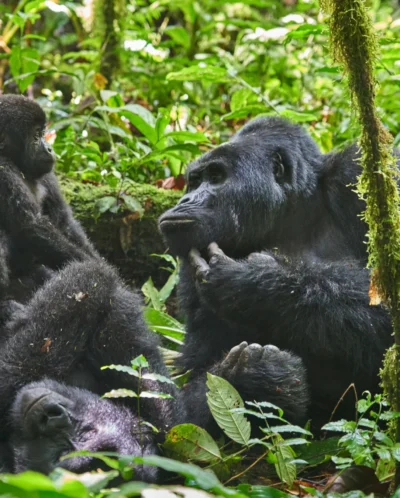 The Nkuringo Gorilla Family, ugandas great apes
