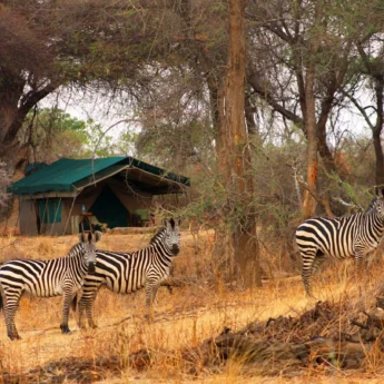 Zebras, Mdonya Old River, Ruaha National Park, Tanzania