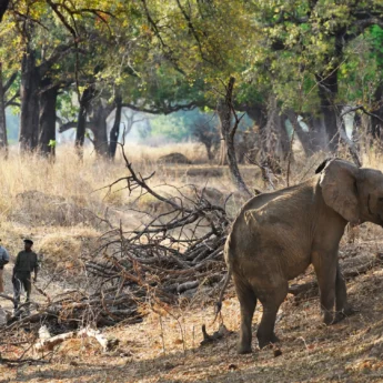 Walking Safari, Chikoko Tree Camp, South Luangwa, Zambia