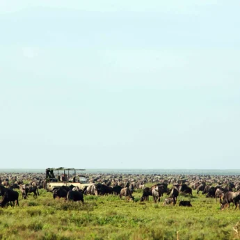Game Drive, The Serengeti, Tanzania