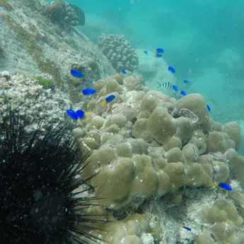 Snorkelling, Anse Badamier, Curieuse Island, Seychelles
