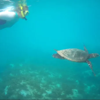 Snorkelling, Bird Island, Seychelles