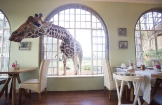 dining area, giraffe manor, nairobi, Kenya