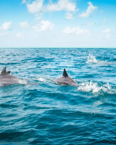 dolphins mauritius