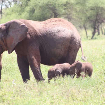 elephants tarangire tanzani yellow zebra safaris