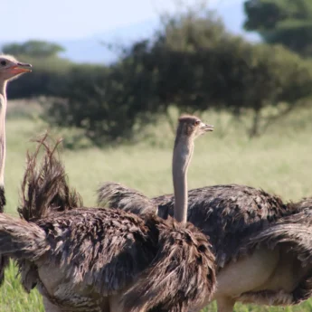 ostrich tarangire tanzani yellow zebra safaris