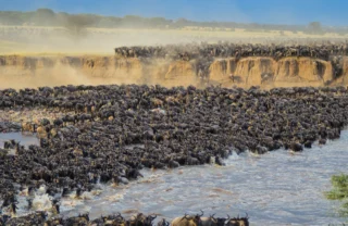 The Great Migration Serengeti Tanzania