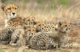 phinda cheetah