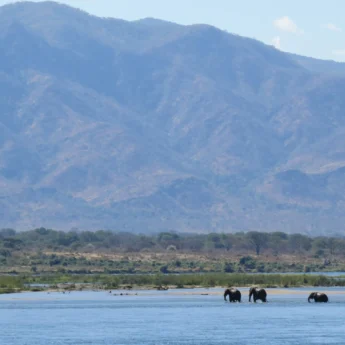 mana pools zimbabwe yellow zebra safaris