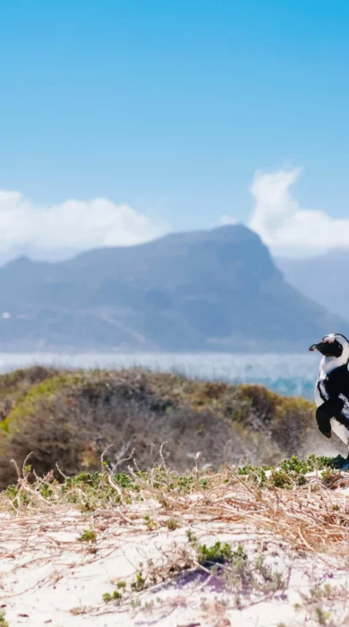 boulder penguin best beaches cape town south africa yellow zebra safaris