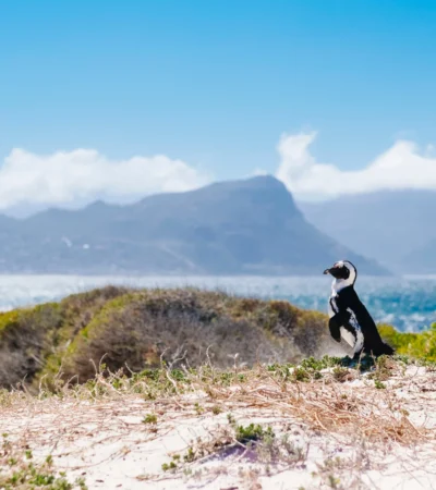 boulder penguin best beaches cape town south africa yellow zebra safaris