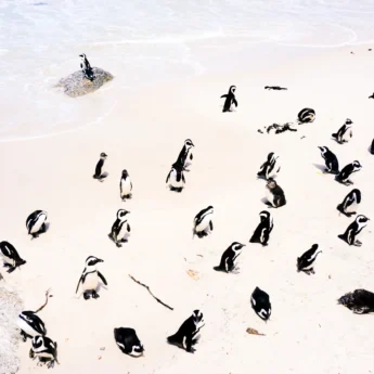boulder best beaches cape town south africa yellow zebra safaris