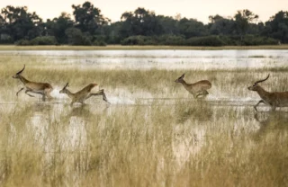 Red Lechwe