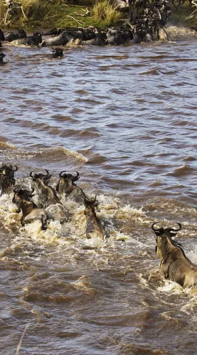Great Wildebeest Migration in Kenya with Yellow Zebra
