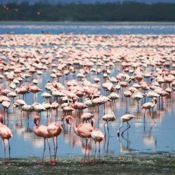 Flamingos view birdlife in Kenya with Yellow Zebra