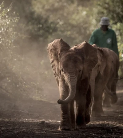 Baby Elephants, David Sheldrick Trust, Kenya