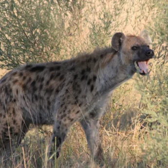 Hyena, Kwara Camp, Okavango Delta, Botswana