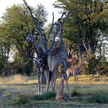 Giraffe, Kwara Camp, Kwara Reserve, Okavango Delta, Botswana