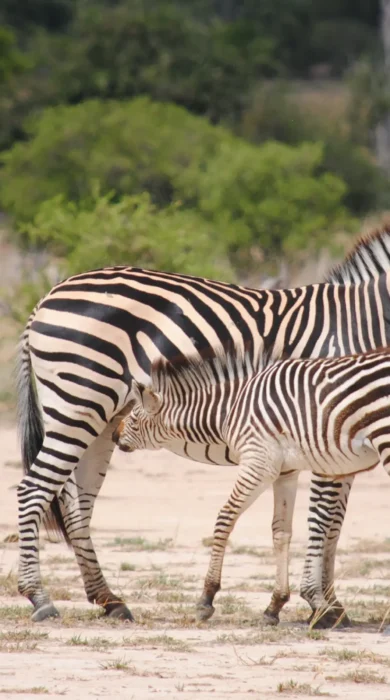 client nyamatusi camp 8 zimbabwe yellow zebra safaris