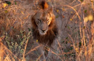 10KirkmansLion south africa client review yellow zebra safaris