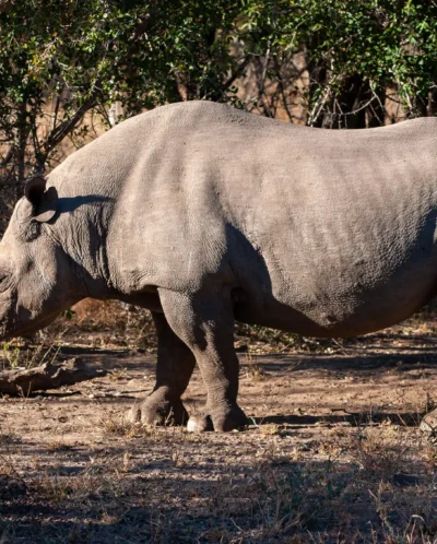 13BlackRhino south africa client review yellow zebra safaris