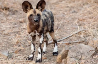 25NgalaWildDogPuppy south africa client review yellow zebra safaris