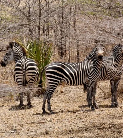 fly camping selous tanzania client blog 7