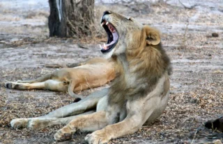 A young male lion yawns, Selous, Tanzania - Yellow Zebra Safari