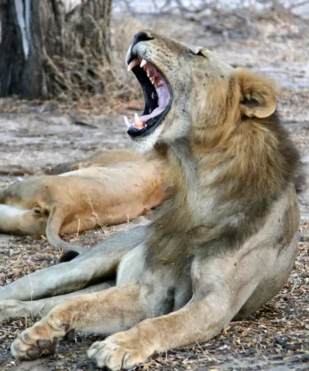 A young male lion yawns, Selous, Tanzania - Yellow Zebra Safari