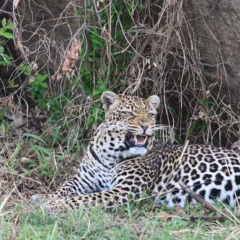 17 leopard client review clark couples safari tanzania