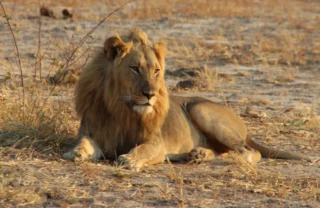 Young male lion sits, Hwange National Park, Zimbabwe - Yellow Zebra Safaris