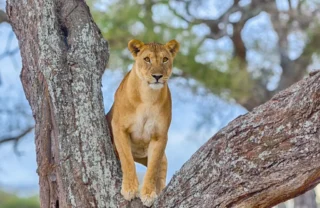 Lioness in Tree, South Africa