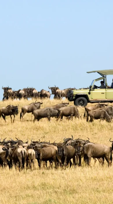 A herd of wildebeest graze on a hillside, overlooked by a safari truck, Ubuntu Camp, Serengeti, Tanzania - Yellow Zebra Safari