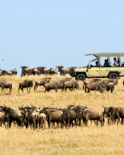 A herd of wildebeest graze on a hillside, overlooked by a safari truck, Ubuntu Camp, Serengeti, Tanzania - Yellow Zebra Safari