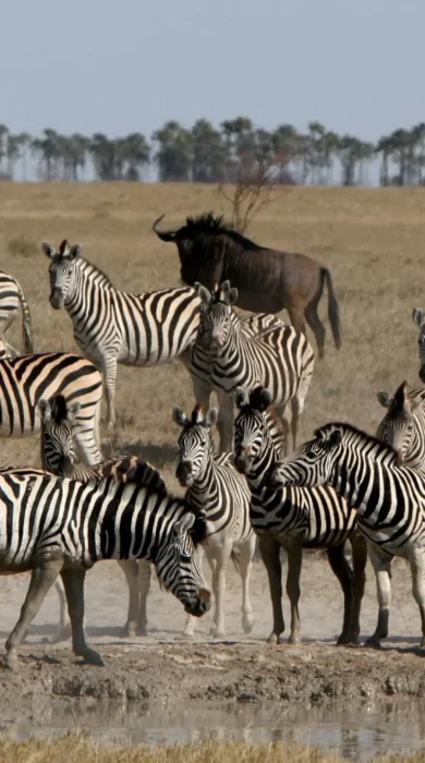 zebra migration, jacks camp, botswana