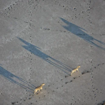 shadows, zebra migration, jacks camp, botswana