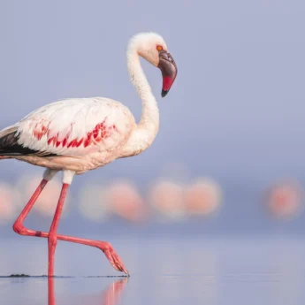 flamingo close up, lake nakuru, kenya