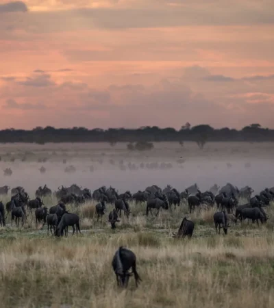the great wildebeest migration, liuwa plain, zambia safaris