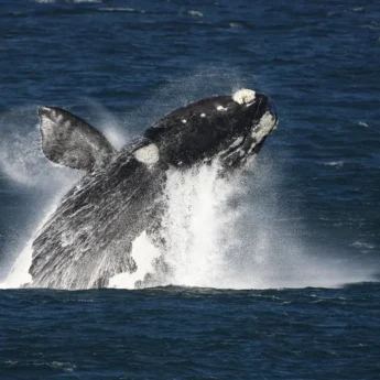 whale safaris, marine hotel, hermanus, south africa