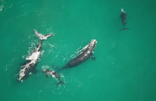whale migration, marine hotel, hermanus, south africa