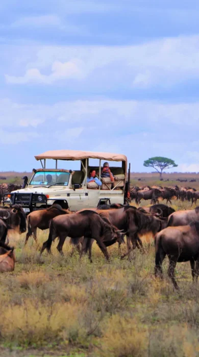 Ngorongoro camp migration views