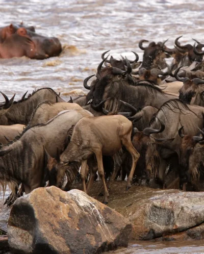 A herd of wildebeest crossing the river, watched by a submerged but observant hippo - Yellow Zebra Safari