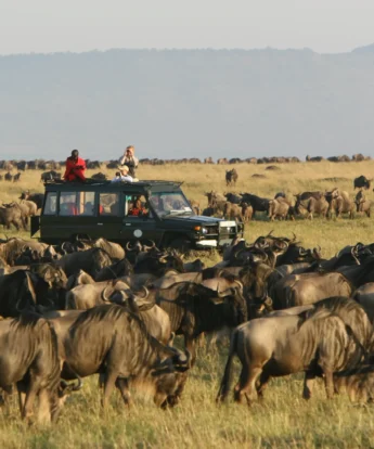 A herd of wildebeest crowd the foreground whilst a safari truck drives in the background, Serengeti - Yellow Zebra Safari