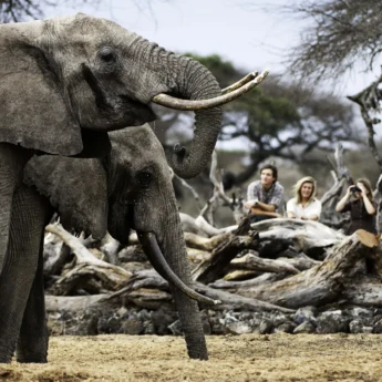 elephant safaris, Laikipia, kenya vs tanzania