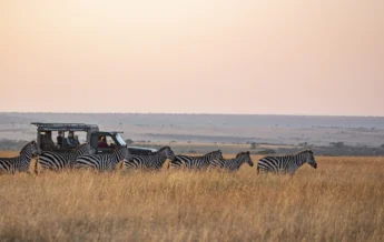 A line of zebras are half hidden in half grass as a safari truck sits behind, Kenya - Yellow Zebra Safari