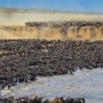 Wildebeest Crossing, Great Migration, The Serengeti, Tanzania